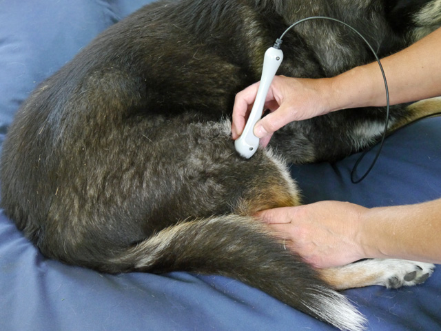 Physical Therapist performing a LASER treatment to a dog