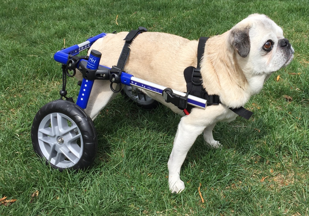 A pug dog in a canine wheel chair