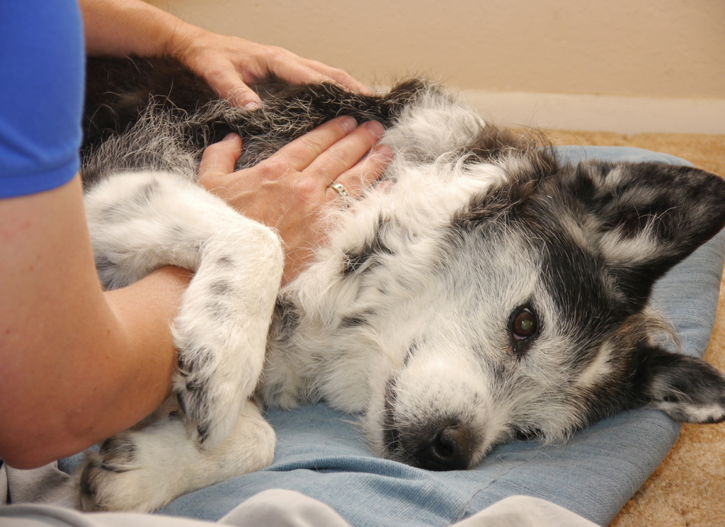 Physical Therapist performing manual therapy on a dog