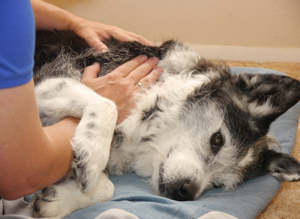 Physical Therapist peforming manual therapy on a dog