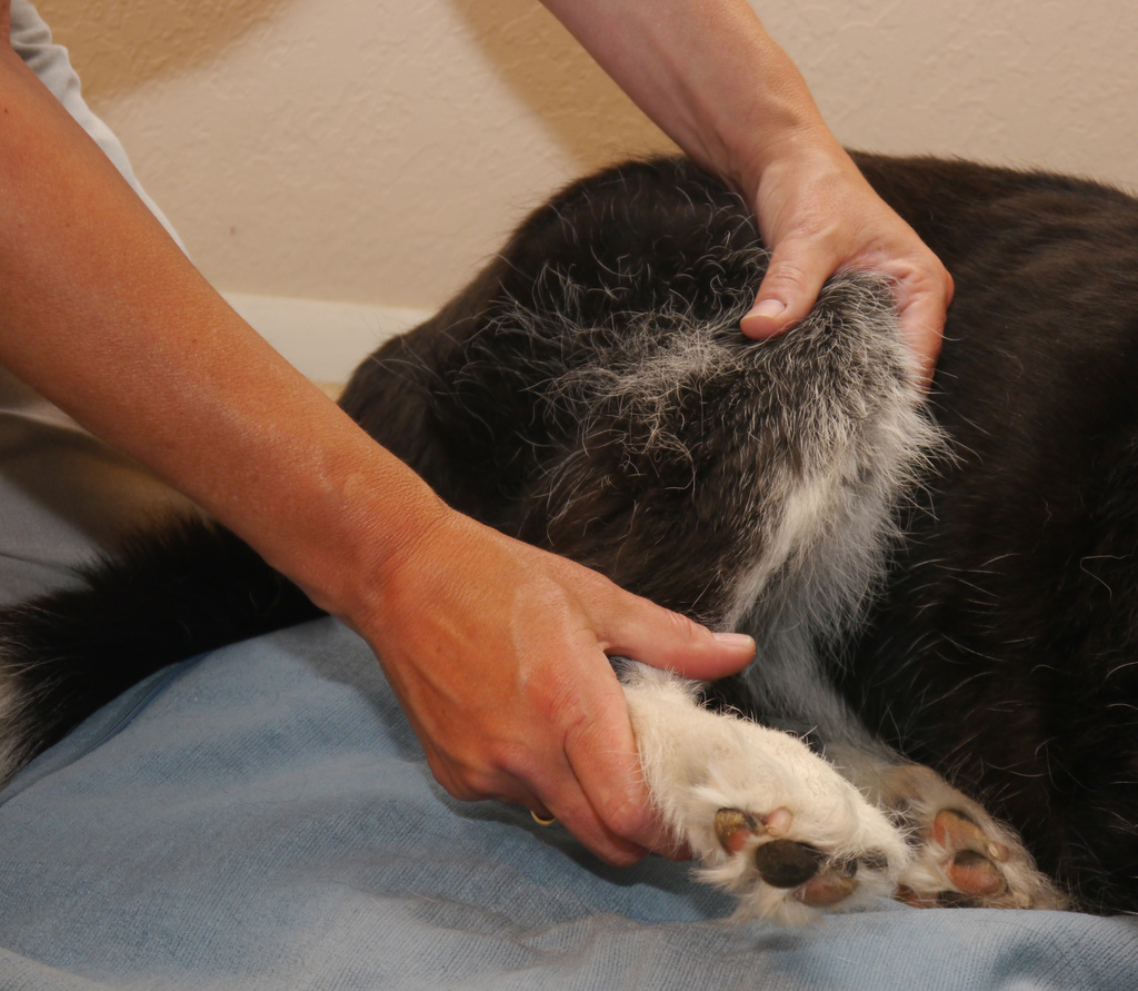 A dog having its stifle PROM evaluated by canine rehabilitation therapist