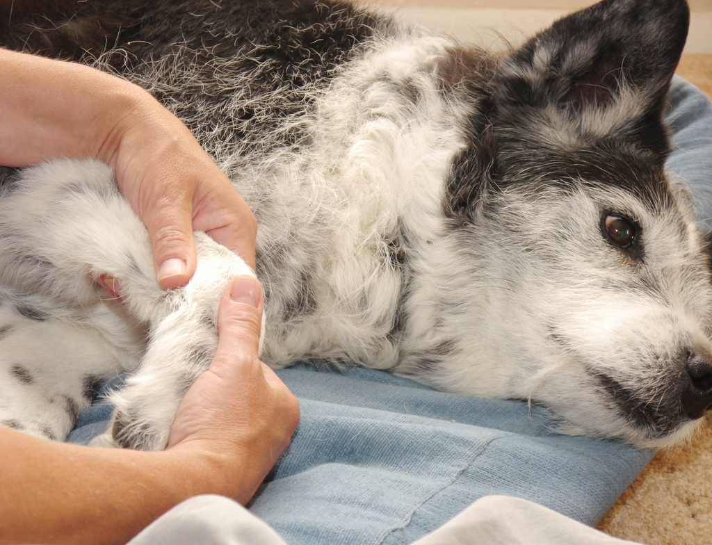 Dog receiving carpal joint evaluation by canine rehabilitation therapist