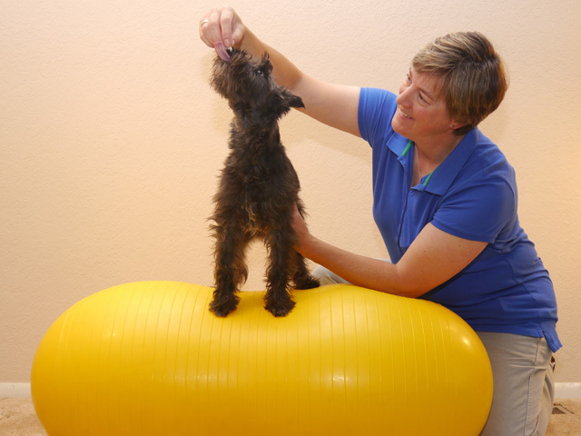 Dog performing guided therapeutic exercise with canine rehabilitation therapist