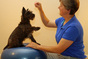 Physical Therapist guiding a dog through a therapeutic exercise